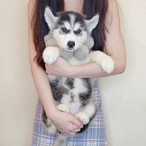 Husky