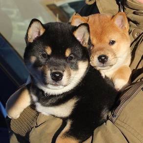 TYY3000 Shiba Inu Black Tan haired color