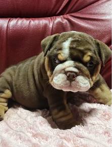 ENGLISH BULLDOG PUPPIES  Male C031