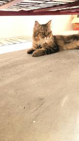 Persian betina