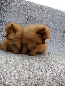 Pomeranian puppy 