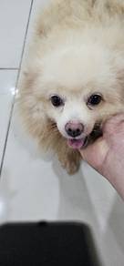 Pomeranian