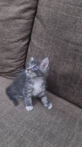Mainecoon kitten