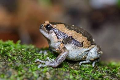 chubby frog