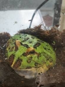 Pacman frog
