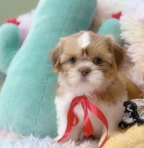 SHIH TZU PUPPIES A310 🌻 Small Dog Girl