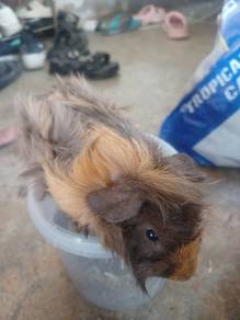 Coco (Abyssinian Guinea Pig)