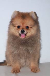 f12 Lovely Pomeranian Dog