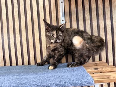 CLEARANCE BSH Tortoise Kitten