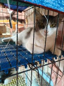 Nama: Snowy. Umur : 2 tahun 5 bulan