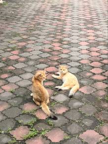 BSH GOLDEN 7Month