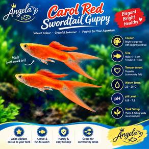 Carol Red Swordtail Guppy 🔥Male🔥