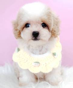 Tiny Maltipoo
