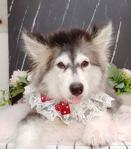 Husky