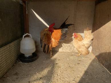ayam serama sepasang