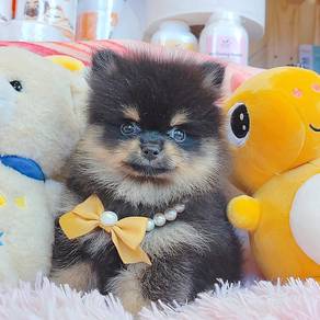 Pomeranian