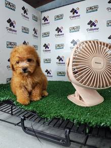 Tiny small size poodle
