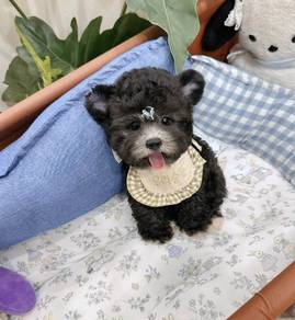 POODLE PUPPIES s151🌻 REHOME Grey boy 🧸