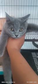 BSH kitten