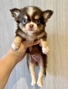 CHIHUAHUA PUPPIES 257 🌷Head Apple Cute Dog