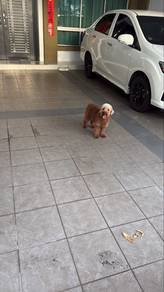 for sale