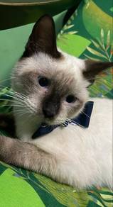 kucing siam, nenek dia persia yg bulu panjang.