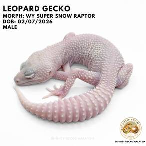 Leopard Gecko White Yellow Super Snow Raptor JB 守宫