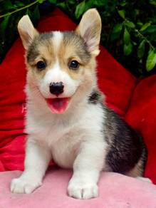 CORGI PUPPIES C154 Available Male & Female