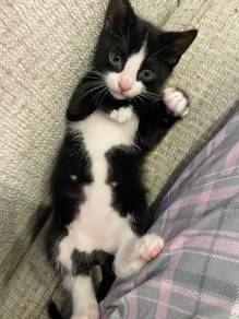 Tuxedo Kitten
