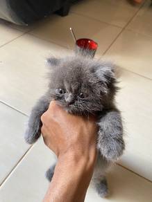 Persian Medium Flat nose