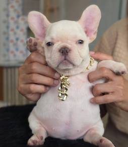 FRENCH BULLDOG PUPPIES FB275🌻Cute Puppy Available