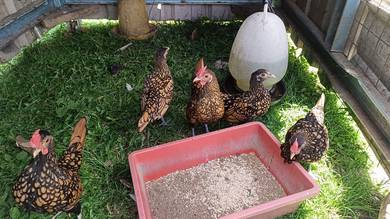 Ayam batik gold