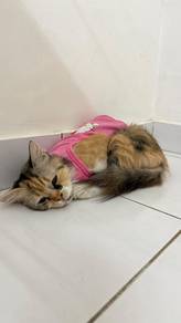 Female Cat Free Adopt 免费领养