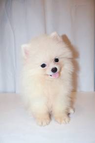 J0138 Pomeranian fluffy white puppy