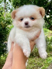 POMERANIAN PUPPIES VIP25 🌻 Available Boy-Girl