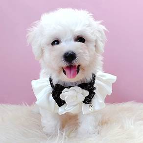 Bichon