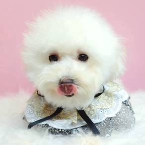 Maltipoo