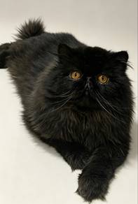 Blqck Persian male