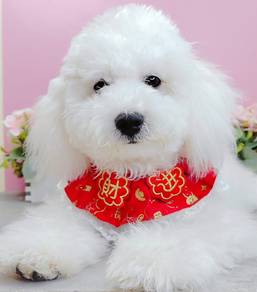 Maltipoo