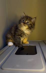 Mainecoon mix Turkish anggora