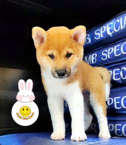 SS0077 Shiba Inu brown white haired puppy dog