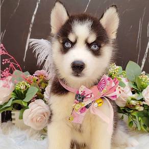 Wooly Husky