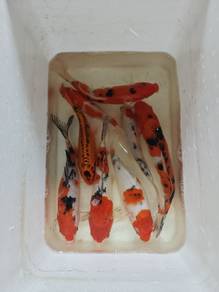 ikan koi local breed g-A