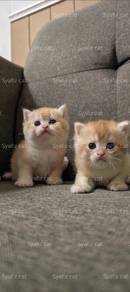 BSH Golden NY12
