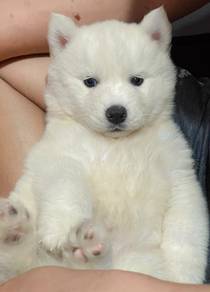 SIBERIAN HUSKY PUPPIES Sb208🌻 Male-Female