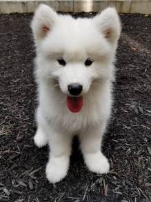 Beloved samoyed cute adorable fluffy puppy Puppy D