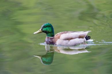 Mallard duck anak itik kepala hijau ducklings bird