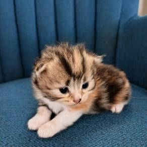 GOLDEN TABBY & WHITE LONGHAIR  PERSIAN ANGORA mix