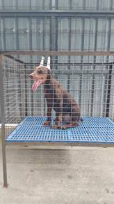 MKA! Red & Rust USA line Doberman female 1807A