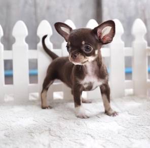 CHIHUAHUA PUPPIES CH204🌷 Head Apple Boy-Girl